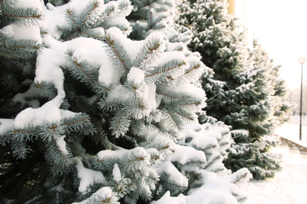 Árvore de abeto com neve fresca lá fora — Fotografia de Stock