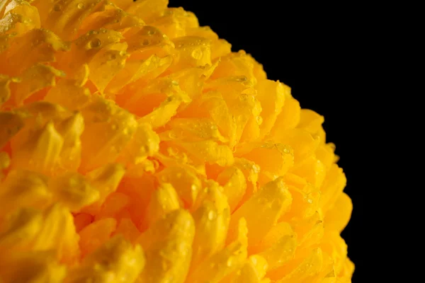 Crisantemo giallo brillante, su sfondo nero — Foto Stock
