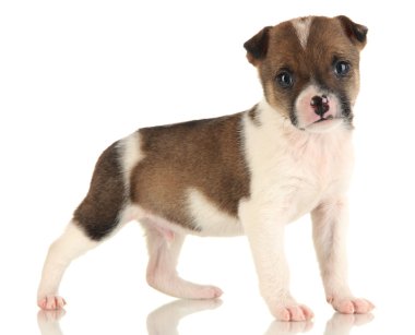 beyaz izole güzel köpek yavrusu