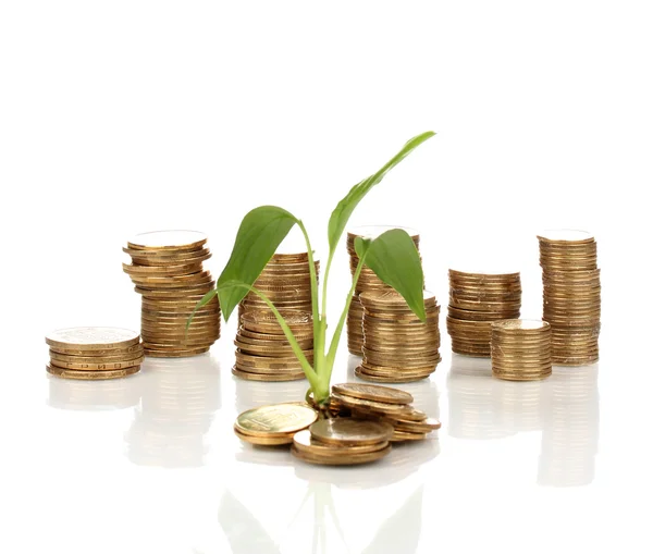 Monedas de oro y planta aislada en blanco — Foto de Stock