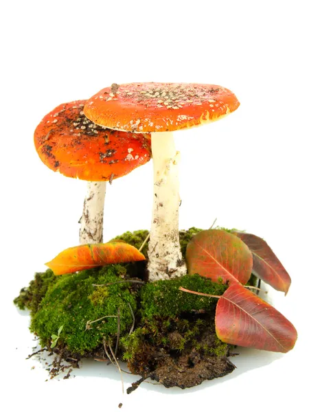 Red amanitas with moss isolated on white — Stock Photo, Image