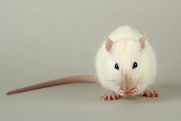 Ratinho engraçado com comida, em fundo cinza — Fotografia de Stock