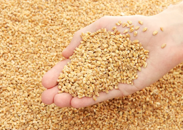 Человеческая рука с зерном, на пшеничном фоне — стоковое фото