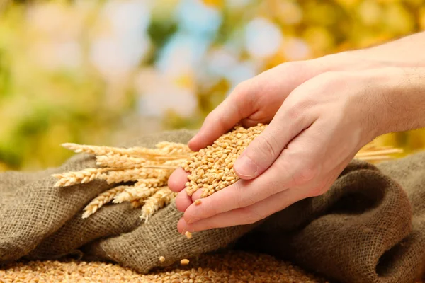 Uomo mani con grano, su sfondo verde — Foto Stock