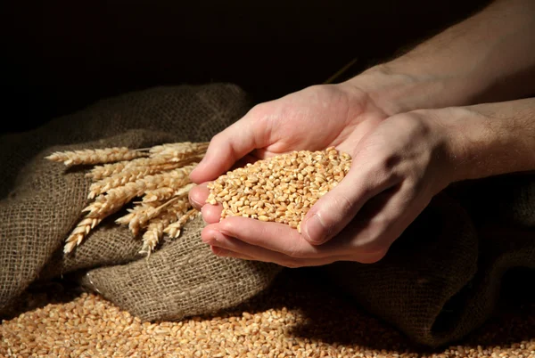 Hombre manos con grano, sobre fondo marrón — Foto de Stock