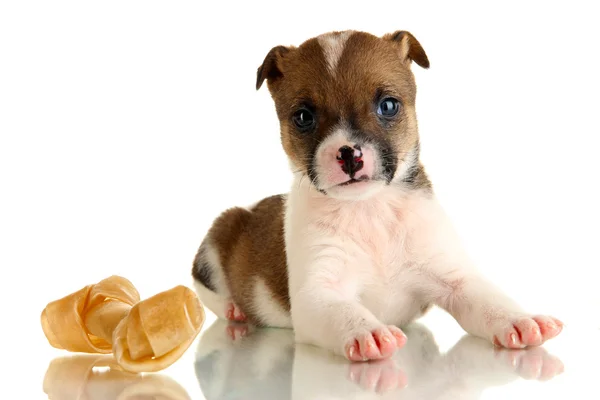 Beau petit chiot avec pierre isolée sur blanc — Photo