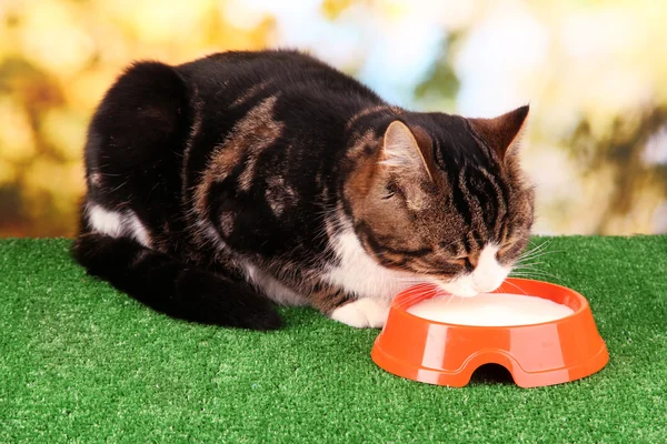 Parlak arka plan üzerinde çim yeme kedi — Stok fotoğraf