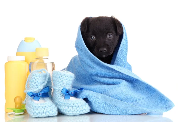 Cute puppy in blue towel isolated on white Stock Image