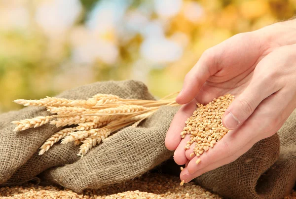 Man handen met graan, op groene achtergrond — Stockfoto