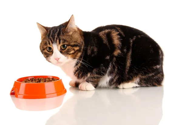 Gato comer isolado no branco — Fotografia de Stock