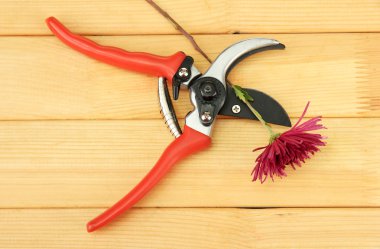 secateurs ahşap zemin çiçek