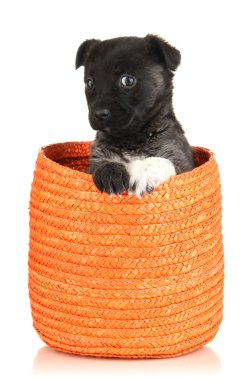 Sepette Beyaz izole şirin köpek yavrusu