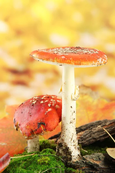 Red amanitas with moss, on autumn yellow background — Stock Photo, Image