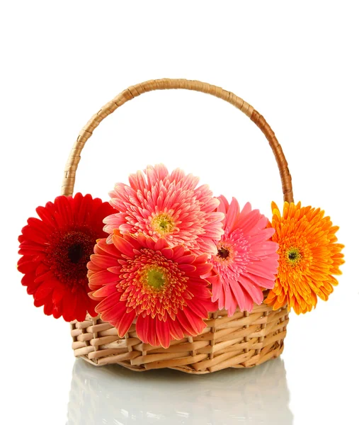 Beautiful gerbera flowers in basket isolated on white — Stock Photo, Image