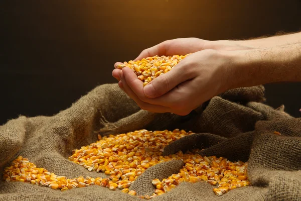 Manos de hombre con grano, sobre fondo de maíz marrón — Foto de Stock