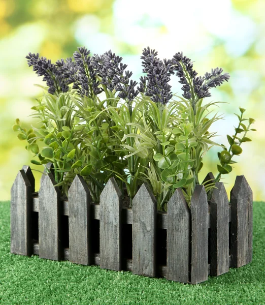 Decorative lavender in wooden box on grass on natural background — Stock Photo, Image
