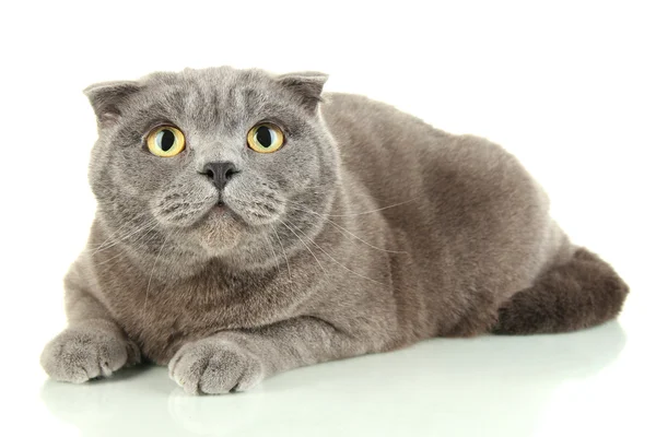 Gato aislado en blanco — Foto de Stock