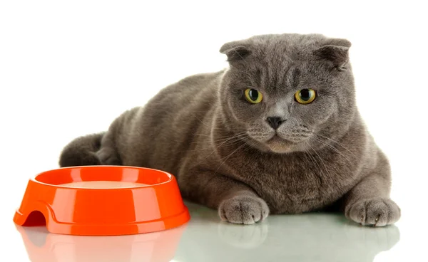 Gatto con cibo isolato su bianco — Foto Stock