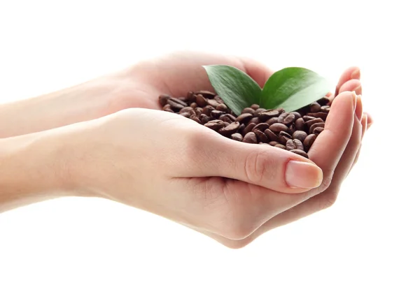 コーヒー豆を手で分離白を葉します。 — ストック写真