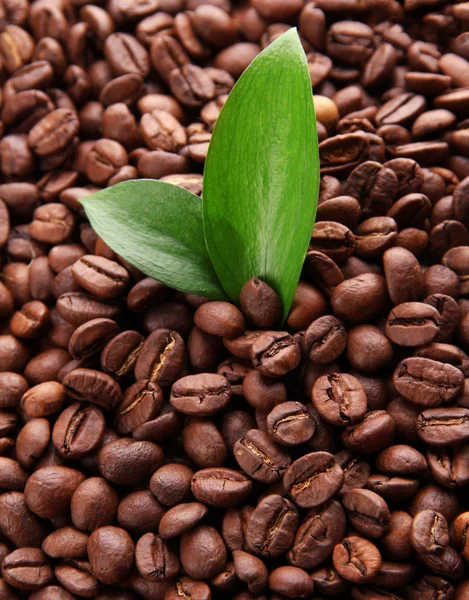 Chicchi di caffè con foglie primo piano — Foto Stock