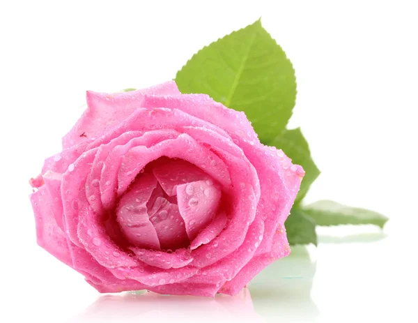 Elszigetelt fehér csepp rózsa — Stock Fotó