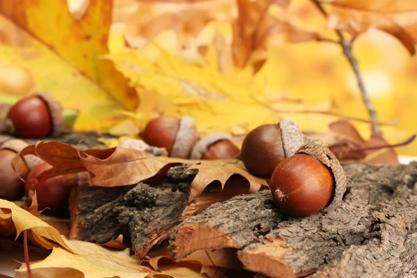 Bellotas marrones sobre hojas de otoño, de cerca —  Fotos de Stock