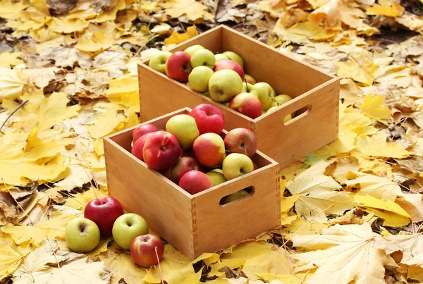 Ящики свежих спелых яблок в саду на осенних листьях — стоковое фото