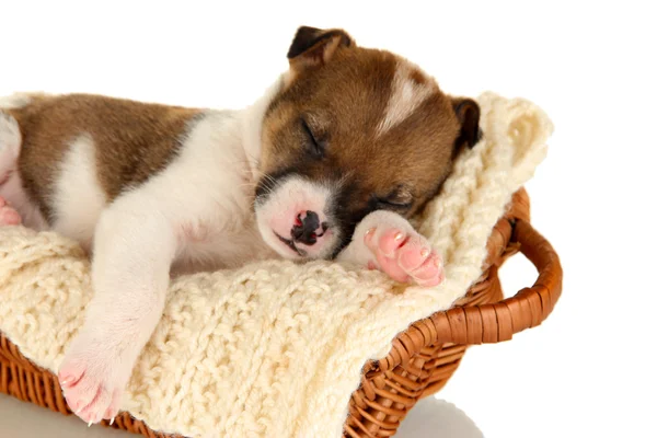 Beautiful little puppy sleeping in basket isolated on white — Stock Photo, Image
