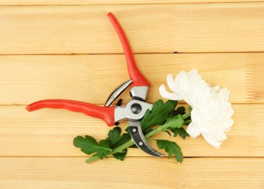 secateurs üzerinde beyaz izole çiçek