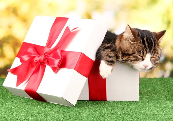 Kat in de doos van de gift op gras op lichte achtergrond — Stockfoto