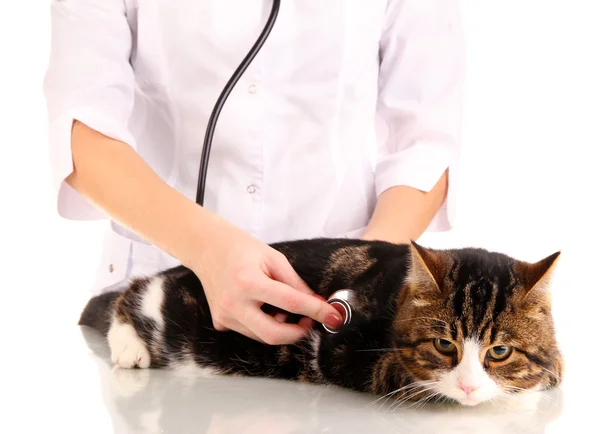 Gato con médico aislado en blanco —  Fotos de Stock