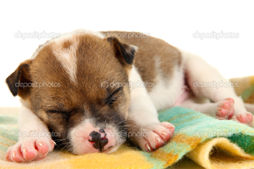 Beautiful little puppy sleeping isolated on white