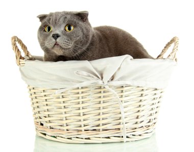 Sepette Beyaz izole kedi