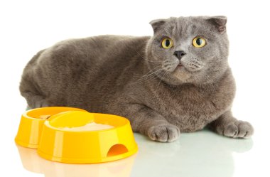 kedi üzerinde beyaz izole gıda ile