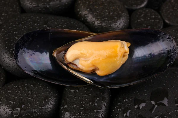 Mussel in shell on stones close-up — Stok Foto