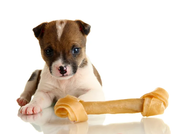 Güzel küçük köpek yavrusu ile üzerine beyaz izole taş — Stok fotoğraf