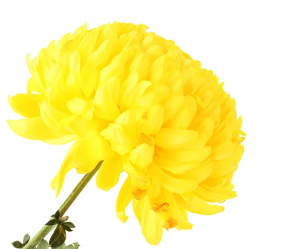 Bright yellow chrysanthemum, isolated on white — Stock Photo, Image