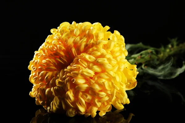 明亮的黄色菊花，黑色背景上 — 图库照片