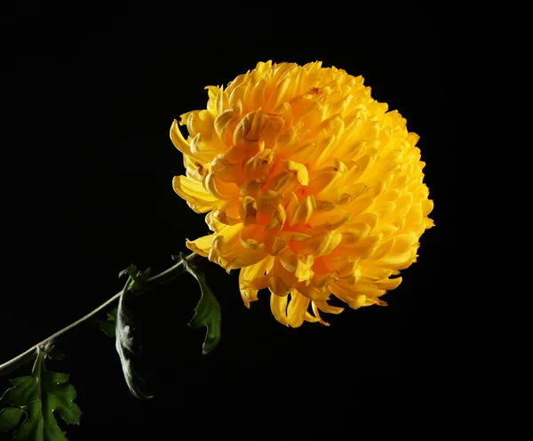 Crisantemo amarillo brillante, sobre fondo negro —  Fotos de Stock