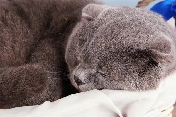 Sweet cat close-up