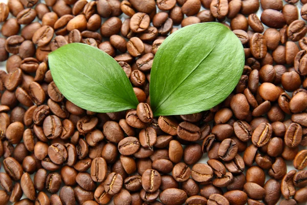 Kaffeebohnen mit Blättern aus nächster Nähe — Stockfoto