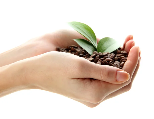 Coffee beans with leaves in hand isolated on white — Stock Photo, Image