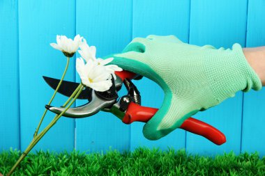 secateurs çiçek çit zemin üzerine