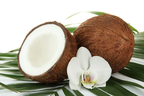 Noix de coco avec feuilles et fleurs, isolées sur blanc — Photo