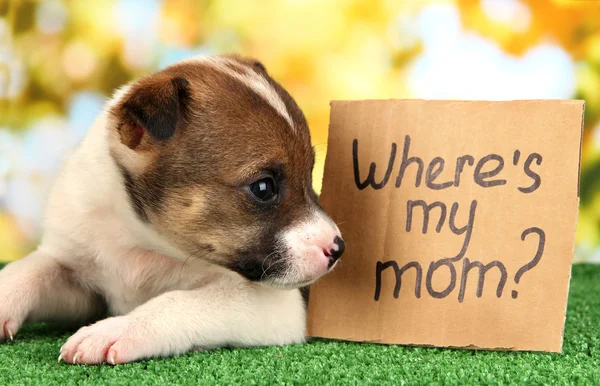 Abandoned little puppy seeking home on green grass on natural backgraund — Stock Photo, Image