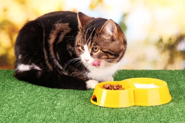 Parlak arka plan üzerinde çim yeme kedi — Stok fotoğraf