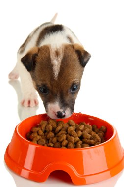 beyaz izole güzel köpek yavrusu