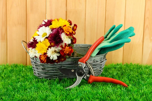 Secateurs with flowers in basket on fence background — Stock Photo, Image