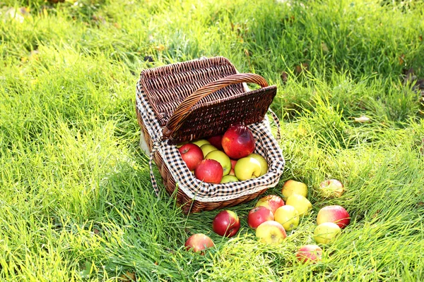 Cesta de manzanas frescas maduras en el jardín sobre hierba verde —  Fotos de Stock