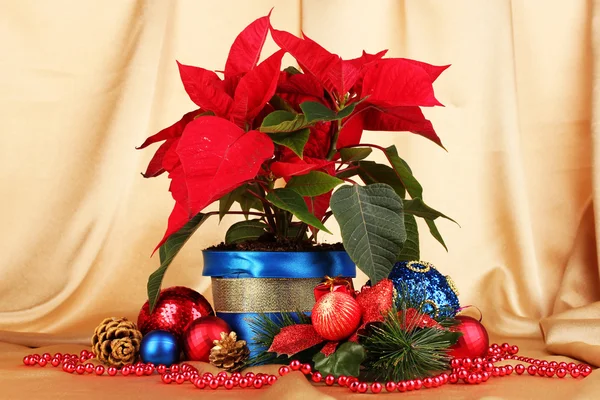 Hermosa poinsettia con bolas de Navidad sobre fondo de tela de oro — Foto de Stock